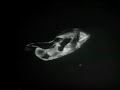 r. wagner
das rheingold (1965)
23. theo adam, william olvis, ursula boese, wieland wagner (dir)
24. karl b�hm
25. wolfgang windgassen, alfred walter (p)
26. wolfgang windgassen, erwin wohlfahrt, theo adam, gustav neidlinger,
wieland wagner (dir)