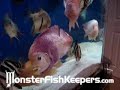 Ultimate Monster 750 Gallon Tank - MonsterFishKeepers.com