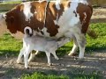 Lalita The Youngest Calf