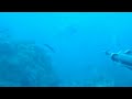 Spearfishing Pescasub corvina Spearfishing Pescasub corvina