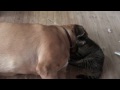 Broholmer giv mig din kærlighed. Cat really loves dog