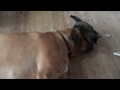 Broholmer giv mig din kærlighed. Cat really loves dog