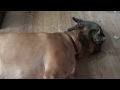 Broholmer giv mig din kærlighed. Cat really loves dog