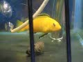 Baby Electric Yellow Cichlids with Mum