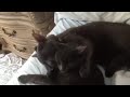 Cat love !! Russian blues hug and kiss !!!