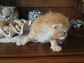 3�me port�e de chaton par r�glisse