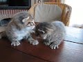 3�me port�e de Chaton par R�glisse(2)