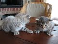 3�me port�e de chaton par r�glisse