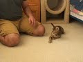 Walking your cat part 3 - Putting all together Walking your cat part 3 - Putting all together