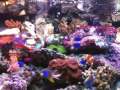 Marine Tank 8