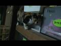 videos de tpp-081231-003
