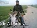 Albanian Ride Donkey, Siptar