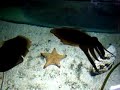 Attack of the Cuttlefish! Attack of the Cuttlefish!