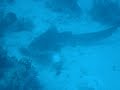 MON BLAU TAURÓ LLEOPARD AL MAR ROIG