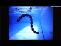 Amphibious snake robot - ACM-R5 : DigInfo