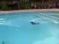 Jumping Dachsund Jumping Dachsund