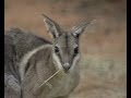 Part 4 Mini Kangaroos and other Marsupials