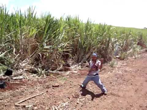 Canavial do Metal
