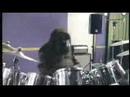 A Gorilla again !