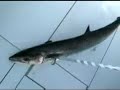 King Mackerel King Mackerel