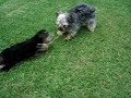 Schnorkie Puppies Play 1