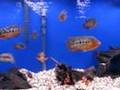 Twelve red tiger motaguense cichlids