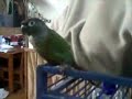 Honk 1.wmv