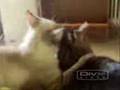 videos de COCCOLE TRA GATTI