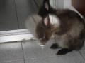 coco coco