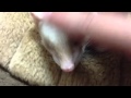 ニョキ！