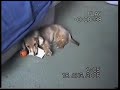 Mabel - mini longhaired  dachshund  puppy