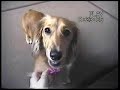8 weeks to one year old! my beautiful girl, born 24/05/05. with an appearance by mash, now her guardian angel (see my other vids)