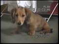 Mabel - mini longhaired dachshund puppy