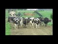 Rotary Milking Shed