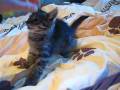 videos de Tigra Sadie