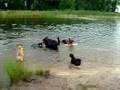 waterpret in de tijnje