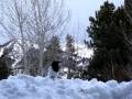 Moose, Magpies, and Bombs