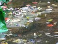 城下町を流れる清流でキセキレイと会いました。