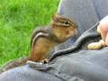 Jazzy the Chipmunk
