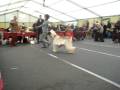 CACIB Wijchen 2008