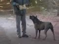 Cane   Corso  - Cleopatra 12 Meses