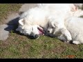 Samoyed kennel \"KENVENTAKI\