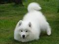 Samoyed kennel KENVENTAKI''