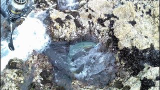 ダイソージグでワラサ釣り