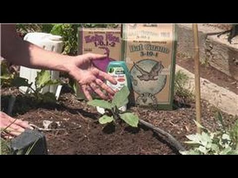 how to fertilize brinjal