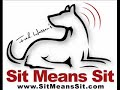 Funny Labrador dog video - Sit Means Sit