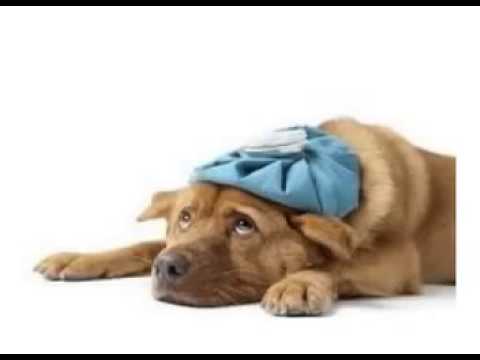 how to relieve kennel cough symptoms