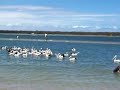 Swimming with the Pelican birds.MOV