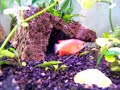 My honey gourami and neon tetras at feeding time