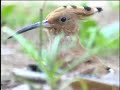 Eurasian Hoopoe Eurasian Hoopoe